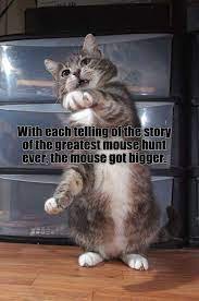 The Greatest Mouse Hunt Funny Cat Pictures Funny Cat Videos Funny Cats