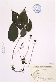 Image result for Lecanthus peduncularis