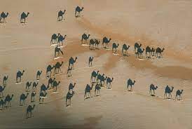 Steve greenwood submitted this fabulous illusion via email: Camel Shadows In The Desert Snopes Com