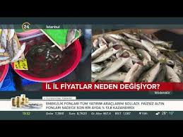Kumkapi Balik Hali Balik Fiyatlari