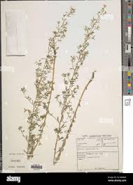 Image result for Dichilus