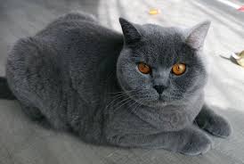 We fell in love with british short hair (bsh) cats and kittens because of their personalities and feline beauty. This Is My Naughty Charlie A 1y 4m Old British Shorthair Cat Cats