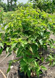 Image result for Premna serratifolia