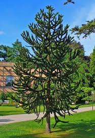 Maybe you would like to learn more about one of these? Araucaria Araucana Briggs Nursery