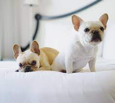 Frenchies Cute Puppies Cute Animals Indoor Pets