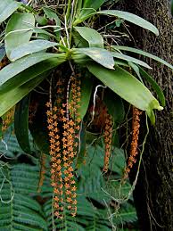 Image result for Chamaeangis