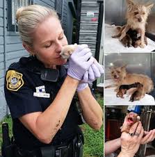 @@wonderful vizsla puppies ready for you@@. Police Find Mother Dog Trying To Free Puppy Thrown Into Trash Bin