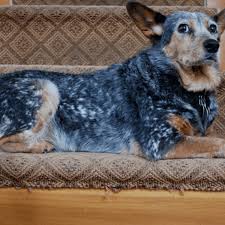 And dog massages are great for older dogs or those with arthritis, since it helps soothe. Old Dog Behavior Changes Pethelpful By Fellow Animal Lovers And Experts