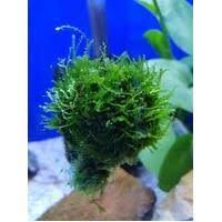Image result for Rotala fontinalis