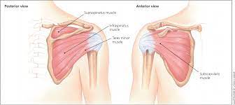 The bursa is a small sac of fluid that cushions and. Anterior Shoulder Tendon Anatomy Management Of Shoulder Impingement Syndrome And Rotator Cuff Tears American Family Physician Shoulder Anatomy For Ultrasound Evaluation Jejak Harta