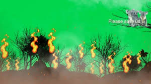 Check spelling or type a new query. Koala Cartoon Stock Video Footage 4k And Hd Video Clips Shutterstock