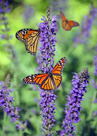 Butterfly garden ideas and gardening tips to attract monarchs, swallowtails, hummingbirds 3. Selective Focus Photography Of Group Of Monarch Butterflies Perching On Purple Lavender Flower Free Stock Photo