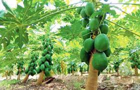 1), and finally to be planted within the patch. Grow 10 Papaya Plants To Earn Rs 15 000 Per Month Papaya Farming Papaya Cultivation Papaya Papaya Profit