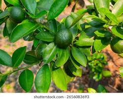 Image result for Citrus × aurantiifolia