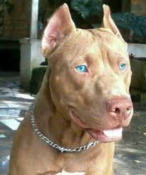 Pitbull Terrier Black And Blue Eyes Blue Eyed Pit Bulls Pitbull Puppies Blue Pitbull Pitbull Terrier