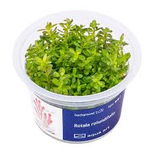 Image result for Rotala myriophylloides