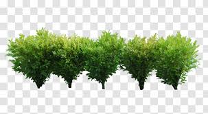 This plant, also known as littleleaf boxwood, is a dwarf evergreen shrub with a dense and mounding growth habit. Shrub Tree Clip Art Five Little Green Dwarf Wood Transparent Png