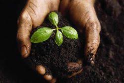 Օրգանական պարարտանյութեր այգու համար