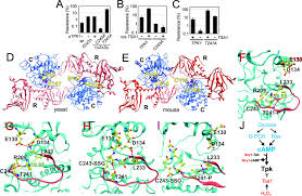 Maybe you would like to learn more about one of these? Peroxiredoxin Promotes Longevity And H2o2 Resistance In Yeast Through Redox Modulation Of Protein Kinase A Elife