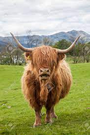 die beruhmten scotish rind unglaubliche kuh langes haar machtigen horner highlands schottland lizenzfreie fotos bilder und stock fotografie image 32146573
