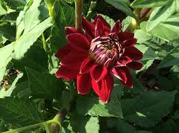 First Dahlia Bloom From The Tubers We Bought At Walmart This Spring Yay Wish I Could Remember The Variety Bloom Cottage Garden Garden S