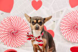 Paquete Sesion Fotografica Con Mascota En Estudio Vizualmexico