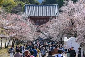 The growth rate of the tree is quite fast, making it a great choice for new developments and landscapes. Cherry Blossom Reports 2018 Kyoto Petals Starting To Fall
