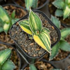Image result for Sansevieria dawei