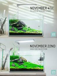 Pin By Aliss On Aquarium And Fish Betta Aquarium Aquascape Design Aquarium Fish Tank