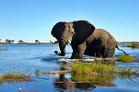 Image result for Afrosolen zambeziacus