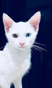 If you were to name this little kitten, what would you name her? Btw her  name is Minosha.. And she's the cutest😃🤗