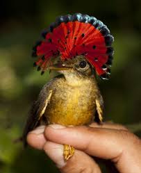 Red Bird With No Feathers On Head Northern Royal Flycatcher Beautiful Birds Flycatcher Pet Birds