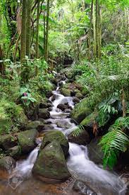 Beautiful Waterfall In The Green Tropical Forest Jungle In Hawaii Big Island Oahu Stock Photo Jungle Photography Beautiful Nature Pictures Waterfall Pictures
