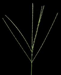 Image result for Digitaria complanata