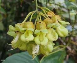 Image result for Gutenbergia trifolia