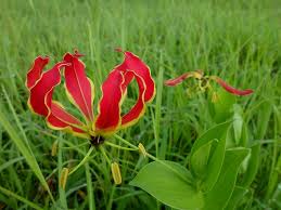 We did not find results for: Hd Wallpaper Flame Lily Gloriosa Superba Flower Tropical Exotic Zambia Wallpaper Flare