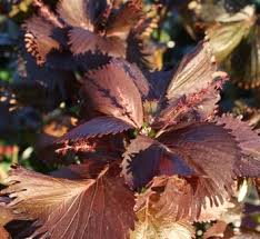 Image result for Acalypha volkensii
