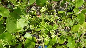 Image result for Hydrocotyle mannii