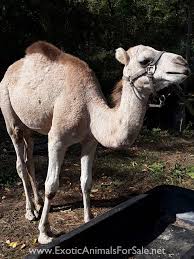 How do you like your camel meat? Camels For Sale