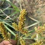 Image result for Cyperus alopecuroides