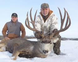 Turning up a mature mule deer buck on public land may be one of the toughest hunts out there. Field Judging Mule Deer Outdoors International