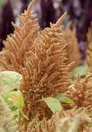 Image result for Amaranthus cruentus