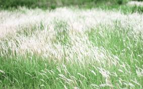 We did not find results for: Kumpulan Puisi Padang Ilalang Empat Lima Enam