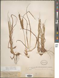 Image result for Cenchrus biflorus