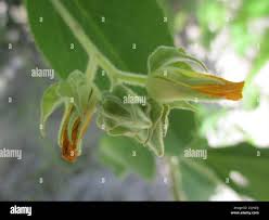 Image result for Melhania forbesii