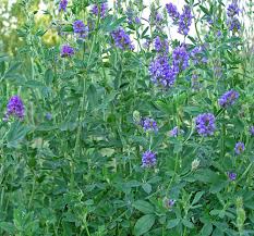 Image result for Medicago sativa