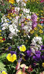 Bunte Fruhlingsblumen Handy Hintergrundbild Hintergrundbilder Hintergrundbilder Kostenlos Hintergrundbilder Fruhling