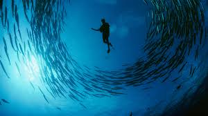 It is one of the most widely read magazines of all time. National Geographic Movies And Shows Disney