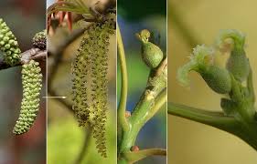 Image result for Juglans