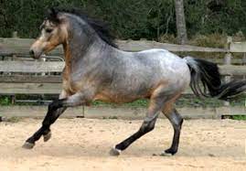 Bay roan buckskin buckskin roan if the mare is homozygous for roan, and therefore rr: Rare Colored Horses Post Away Page 301 Horses Unusual Horse Beautiful Horses